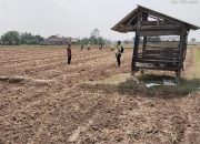 Pengecekan Ketahanan Pangan di Desa Bawang Tikar