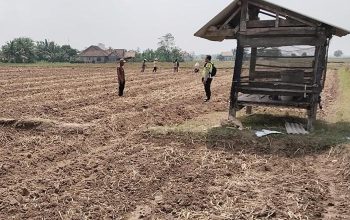 Pengecekan Ketahanan Pangan di Desa Bawang Tikar
