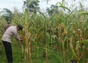 Bhabinkamtibmas Polsek Semendawai Suku III Lakukan Pemeriksaan Lokasi Tanaman Jagung Milik Warga