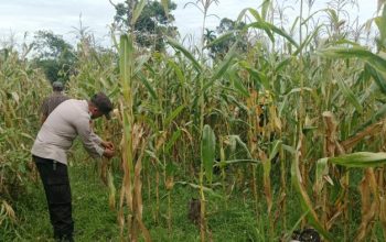 Bhabinkamtibmas Polsek Semendawai Suku III Lakukan Pemeriksaan Lokasi Tanaman Jagung Milik Warga