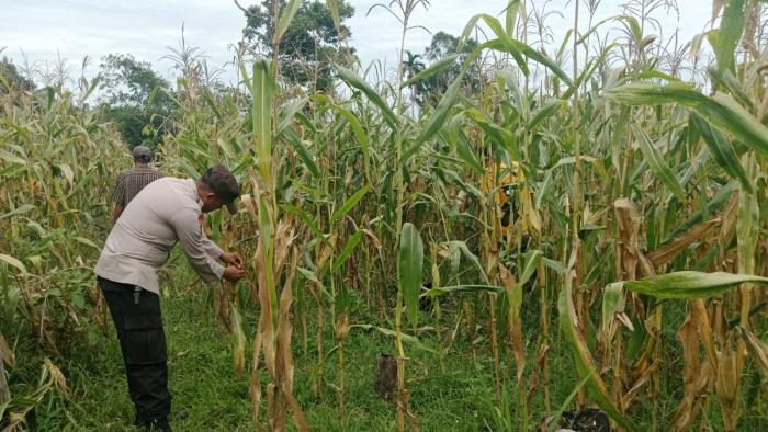 Bhabinkamtibmas Polsek Semendawai Suku III Lakukan Pemeriksaan Lokasi Tanaman Jagung Milik Warga