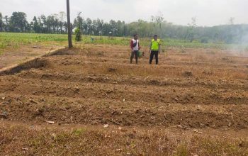 Pengecekan Ketahanan Pangan di Desa Taman Mulyo