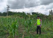 Polsek Belitang II Dukung Ketahanan Pangan dengan Pengecekan Lahan Jagung