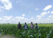 Pengecekan Lahan Pertanian Jagung di Desa Tulung Harapan : Upaya Mendukung Ketahanan Pangan Nasional