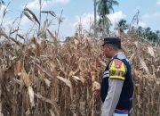 Polsek Semendawai Suku III Dukung Ketahanan Pangan, Lakukan Pengecekan Lahan Jagung
