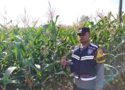 Polsek Semendawai Suku III Gencar Dukung Program Ketahanan Pangan dengan Pengecekan Lahan Tanaman Jagung