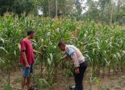Polsek Semendawai Suku III Lakukan Pengecekan Ketahanan Pangan di Desa Trimoharjo