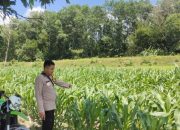 Bripka Setiono Lakukan Pengecekan Tanaman Jagung di Semendawai Suku III