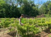 Polsek Belitang II Lakukan Pengecekan Lahan Ketahanan Pangan di Desa Darma Buana