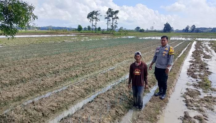 Polsek Semendawai Suku III Lakukan Pengecekan Tanaman Daun Bawang di Desa Taraman Jaya