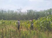 Polsek Belitang II Lakukan Pengecekan Lahan Ketahanan Pangan di Desa Sukoharjo