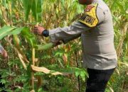 Pengecekan Ketahanan Pangan di Desa Burnai Mulya, Polsek Semendawai Suku III Lakukan Monitoring Lahan Jagung