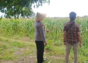 Bhabinkamtibmas Polsek Semendawai Suku III Lakukan Pengecekan Ketahanan Pangan di Desa Margodadi