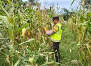 Pengecekan Ketahanan Pangan di Desa Trimoharjo