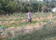 Pengecekan Ketahanan Pangan di Desa Sumber Harapan, Polsek Belitang II Pastikan Ketersediaan Pangan Stabil