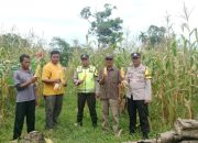 Pengecekan Tanaman Jagung di Semendawai Suku III