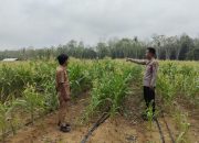 Bhabinkamtibmas Polsek Belitang II Lakukan Pengecekan Lahan Pekarangan, Dukung Program Ketahanan Pangan