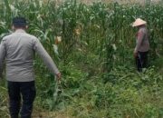 Bhabinkamtibmas Polsek Semendawai Suku III Lakukan Pengecekan Ketahanan Pangan di Desa Melati Agung