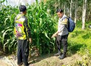 Polsek Semendawai Suku III Lakukan Pemantauan Kebun Jagung Milik Warga