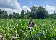 Bhabinkamtibmas Polsek BP Peliung Dukung Program Pangan Nasional dengan Kontrol Tanaman Jagung