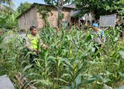 Kanit Prov dan Kanit Binmas Polsek BP Peliung Kontrol Tanaman Jagung