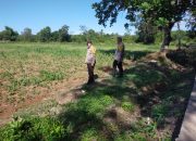 Bhabinkamtibmas Polsek BP Peliung Kontrol Tanaman Jagung