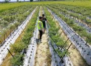 Polsek Semendawai Suku III Dukung Program Ketahanan Pangan Nasional dengan Pengecekan Tanaman Cabai