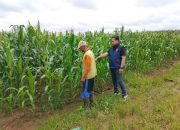 Polsek Semendawai Suku III Lakukan Pengecekan Tanaman Jagung