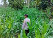 Bhabinkamtibmas Polsek BP Peliung Kontrol Tanaman Jagung di Desa Pulau Negara