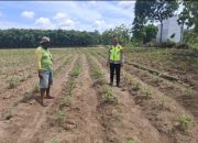Bhabinkamtibmas Polsek Belitang II Lakukan Pengecekan Lahan Pekarangan untuk Mendukung Ketahanan Pangan