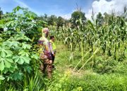 Pengecekan Ketahanan Pangan di Desa Trimo Harjo