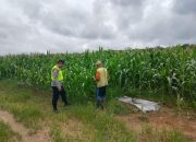 Pengecekan Ketahanan Pangan di Taraman Jaya