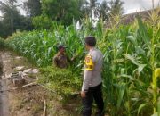 Pengecekan Ketahanan Pangan di Taman Mulyo