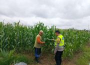 Bhabinkamtibmas Polsek Semendawai Suku III Lakukan Pengecekan Ketahanan Pangan