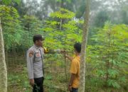 Polsek Semendawai Suku III Lakukan Pengecekan Tanaman Singkong dalam Rangka Ketahanan Pangan Nasional