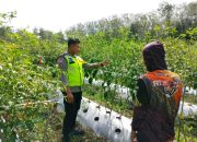 Polsek Semendawai Suku III Lakukan Pengecekan Ketahanan Pangan Tanaman Cabai
