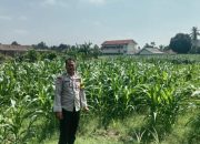 Kanit Samapta Polsek Semendawai Suku III Lakukan Pemeriksaan Lokasi Tanaman Jagung Milik Warga