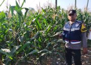 Pengecekan Ketahanan Pangan di Desa Trimo Harjo