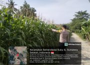 Pengecekan Ketahanan Pangan di Sriwangi Ulu