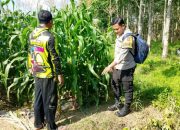 Polisi dan Petani Bersinerg Tinjau Tanaman Jagung di Semendawai Suku III