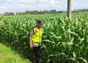 Bhabinkamtibmas Polsek Belitang II Lakukan Pengecekan Lahan Pekarangan untuk Mendukung Ketahanan Pangan