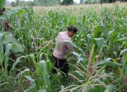 Bhabinkamtibmas Polsek BP Peliung Lakukan Kontrol Perkembangan Tanaman Jagung
