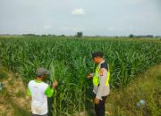 Pengecekan Ketahanan Pangan di Desa Sumber Makmur