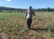 Bhabinkamtibmas Polsek BP Peliung Lakukan Kontrol Perkembangan Tanaman Jagung