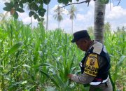 Pengecekan Ketahanan Pangan di Kecamatan Semendawai Suku III 