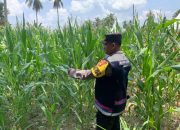 Pengecekan Ketahanan Pangan di Desa Jaya Mulya