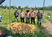Polsek Semendawai Suku III Gelar Panen Jagung dalam Rangka Mendukung Ketahanan Pangan