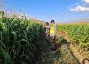 Pengecekan Ketahanan Pangan di Desa Budi Luhur