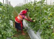 Pengecekan Ketahanan Pangan di Desa Sumber Harapan