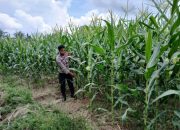 Kanit Binmas Polsek BP Peliung Kontrol Perkembangan Tanaman Jagung